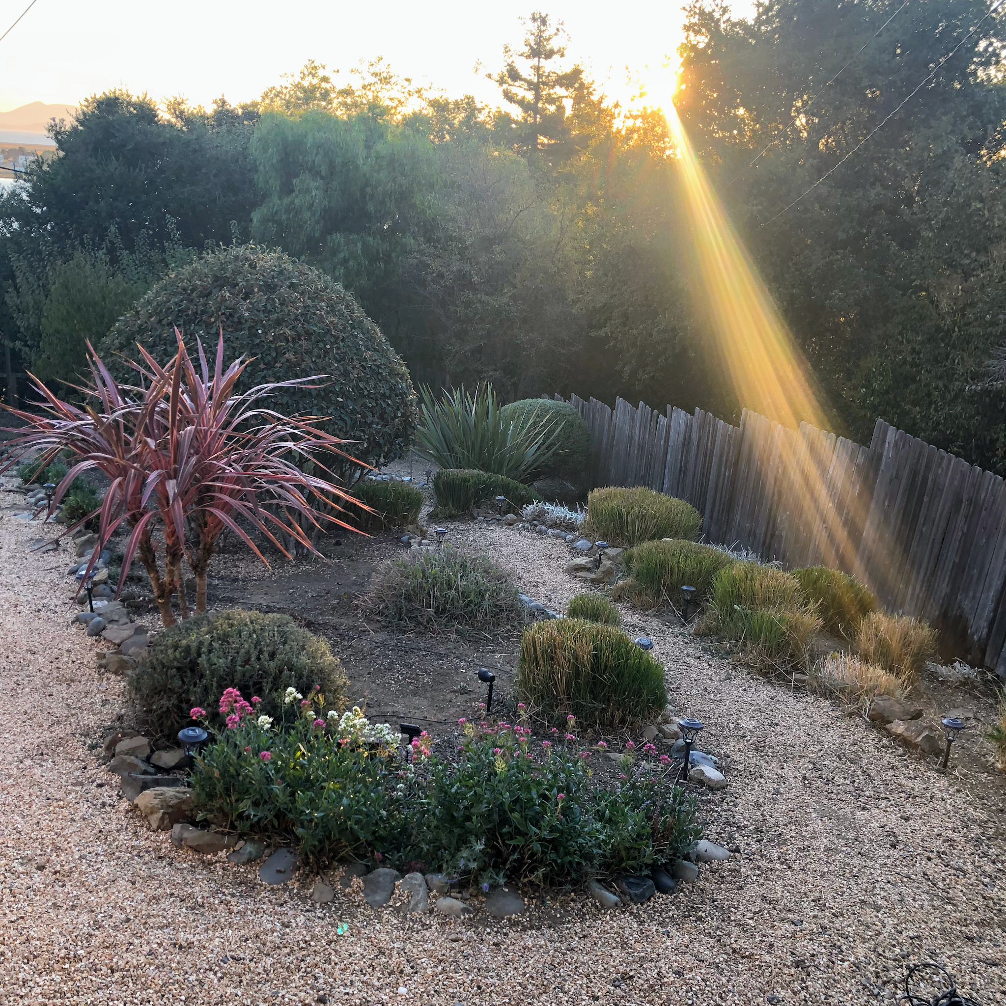 Drought-tolerant gravel garden with ornamental plants, lit at golden hour, installed by A&F Landscaping